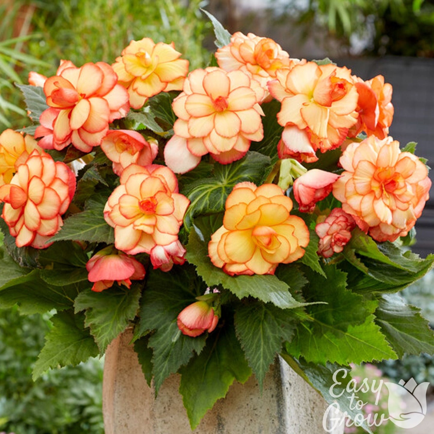 Yellow Orange Picotee Sunburst Begonia blooms.