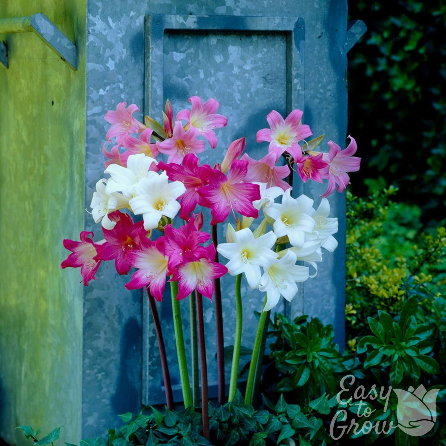 white, pink and bright pink belladonna mix