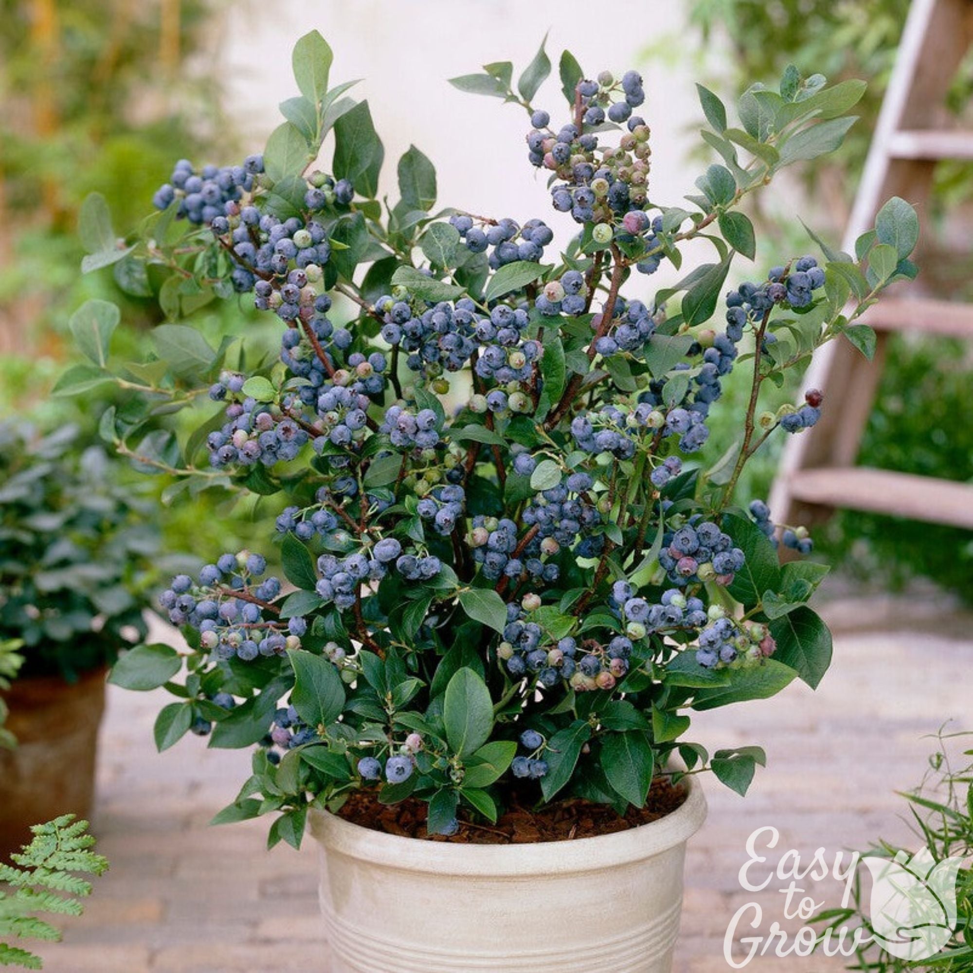 Easy to Grow Bulbs Blueberry Elliott Potted Plant