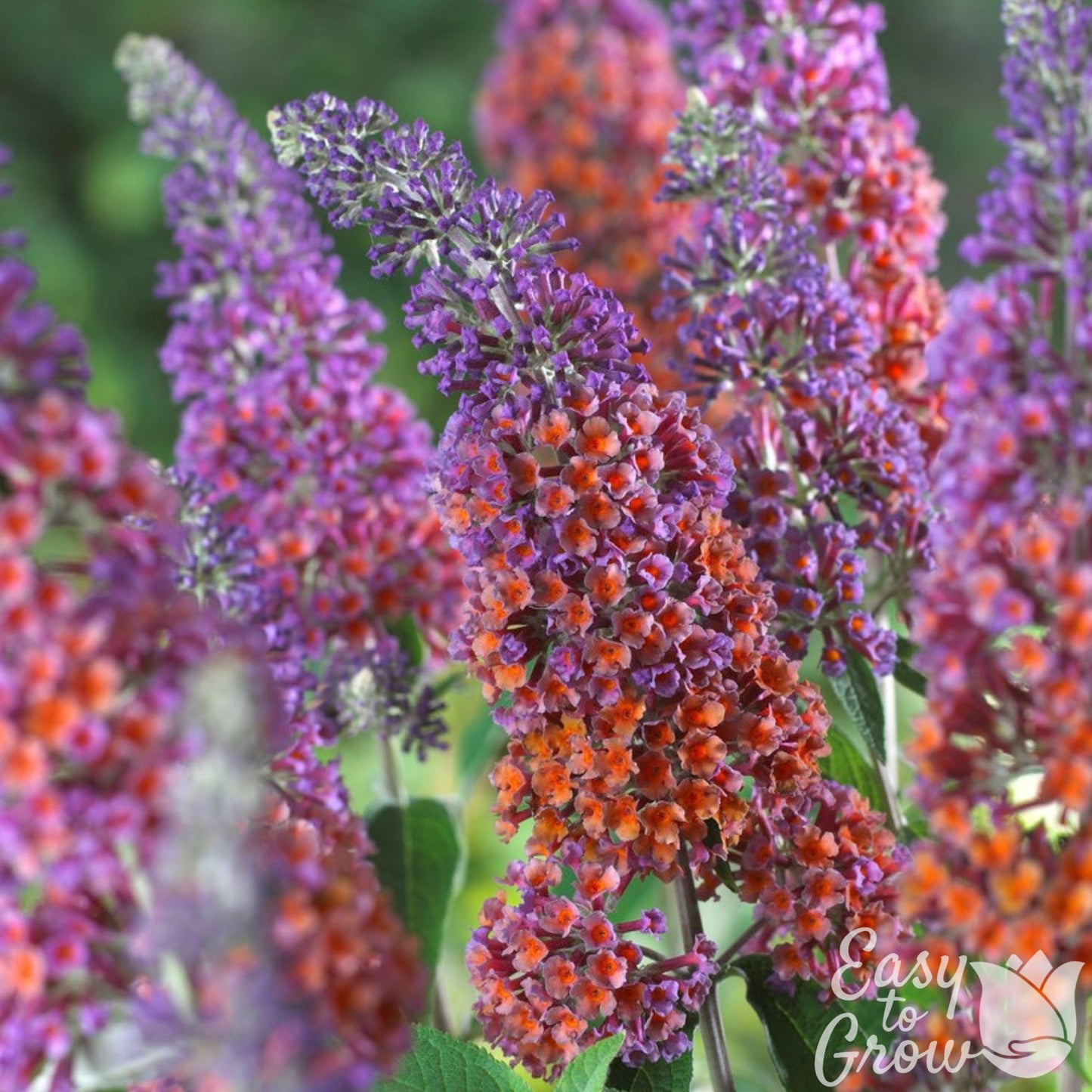 The multicolored flowers have tangerine amber in contrast to the vivid lavender of the Bicolor Butterfly Bush.