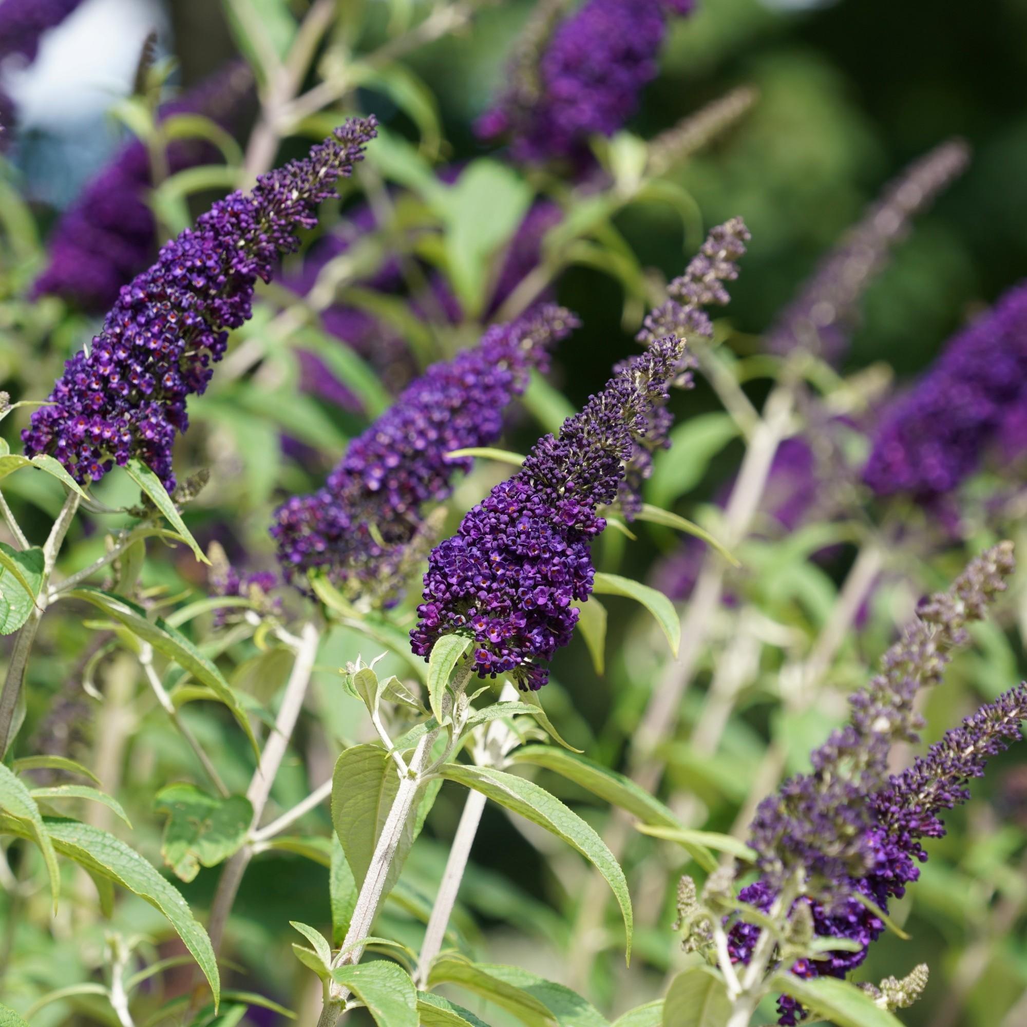 purple butterfly indoor plant Easy to Grow Bulbs Buddleia