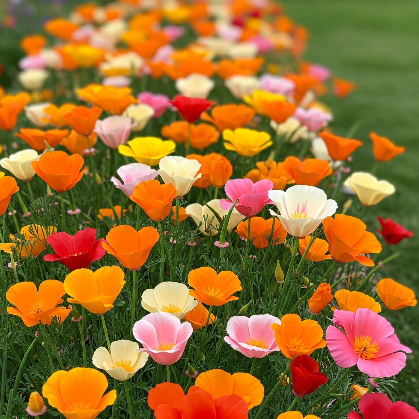 California Poppy mixed flowers blooming in a garden bed
