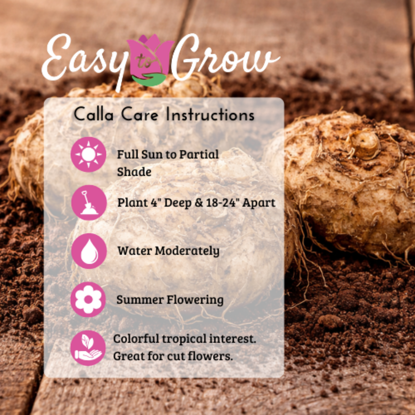 calla bulbs care nad planting instructions