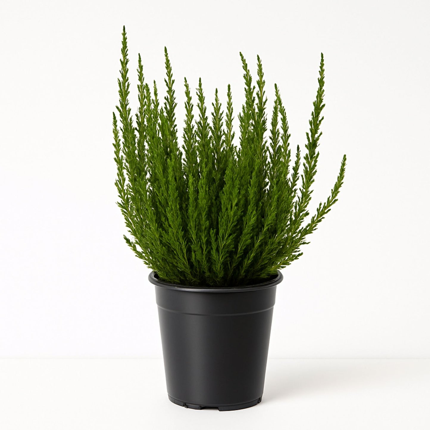 Calluna Heather plant in a quart pot