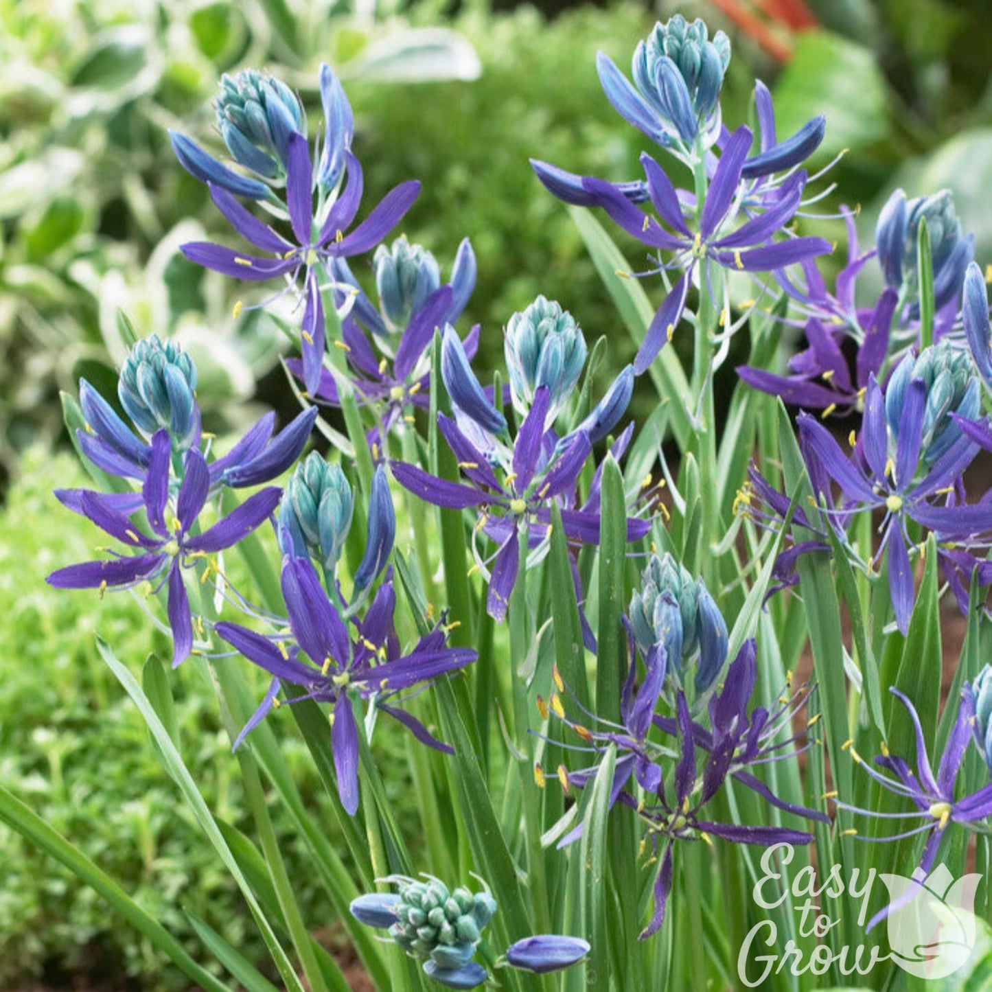 Purple and blue Camassia Quamash Flowers