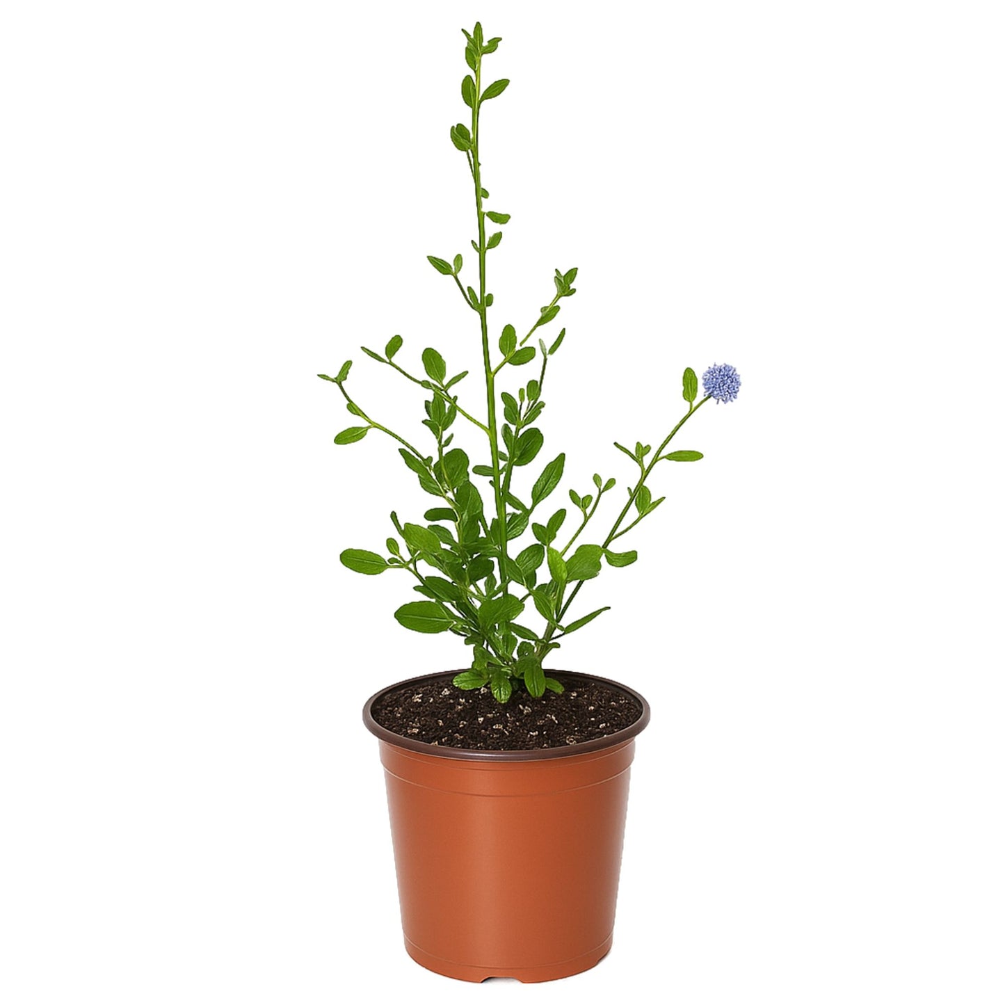 Ceanothus California Lilac in a quart grower pot