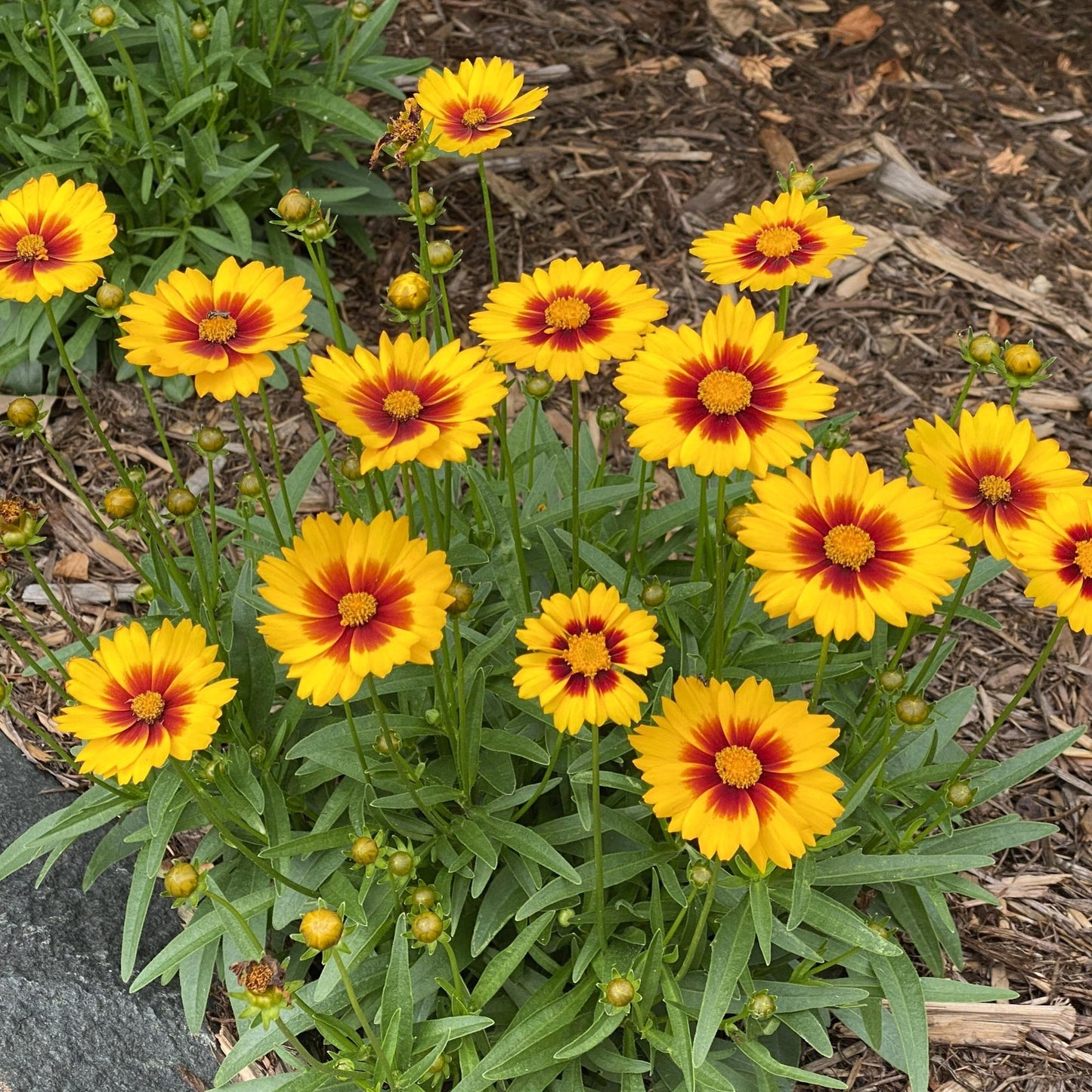 Coreopsis Solanna Sunset Bright golden yellow flowers with red halo