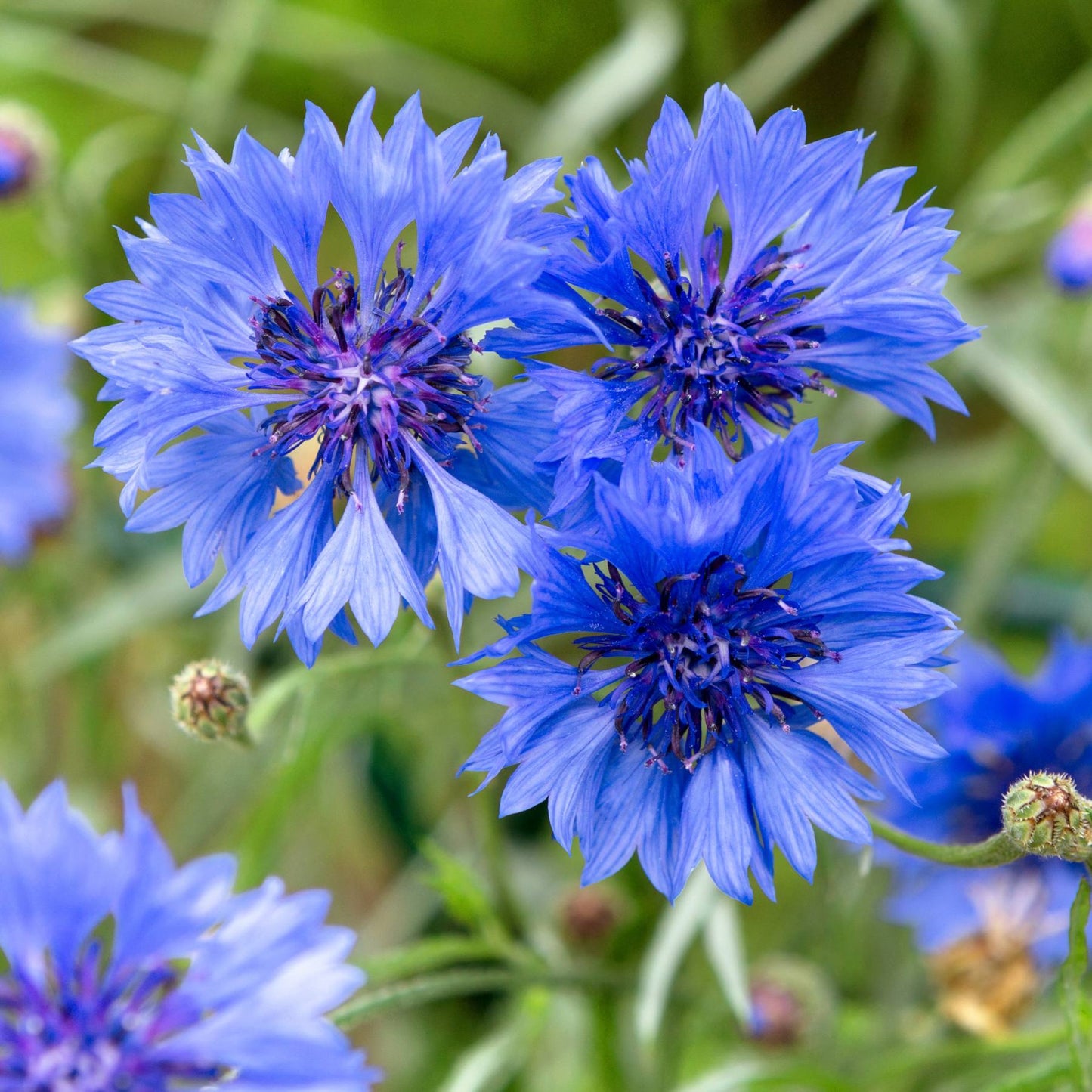 close up of blue cornflower blooms