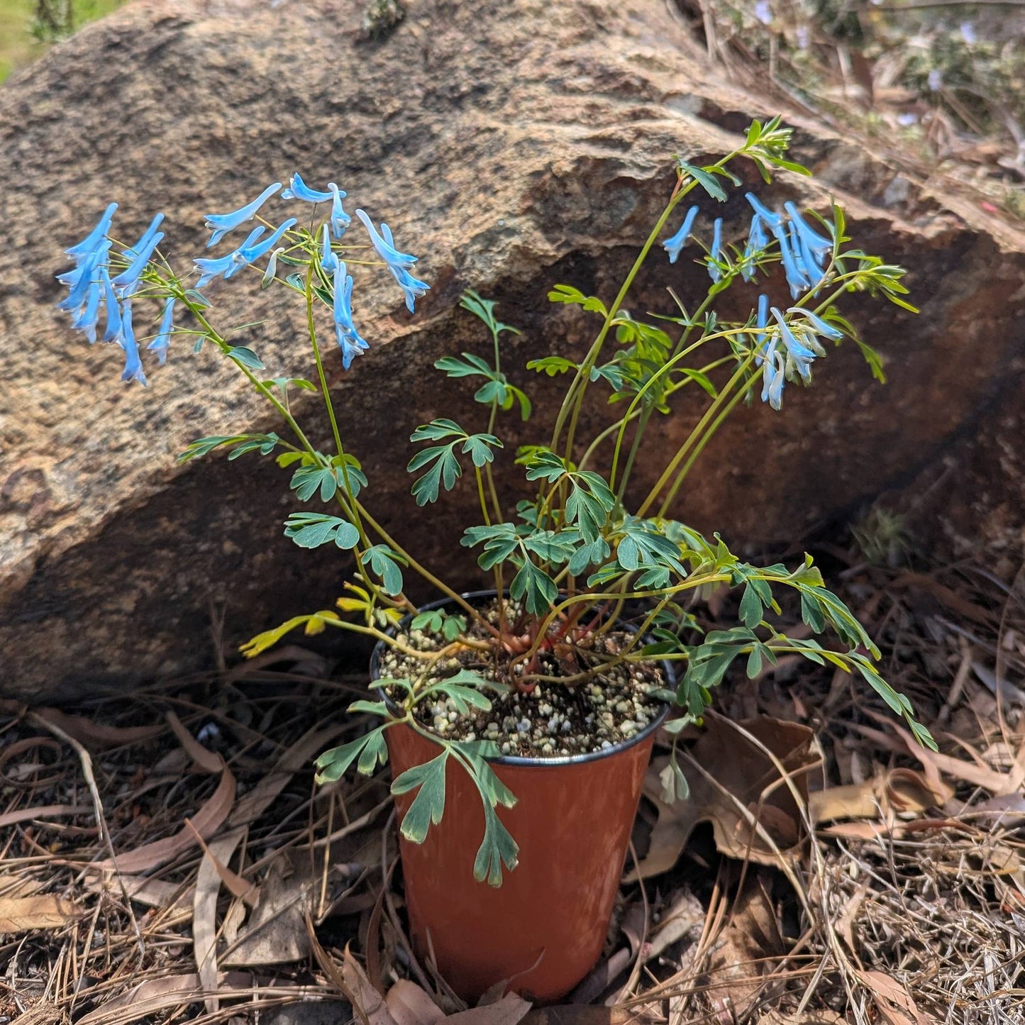 Corydalis Porcelain Blue plant in a grower's pot