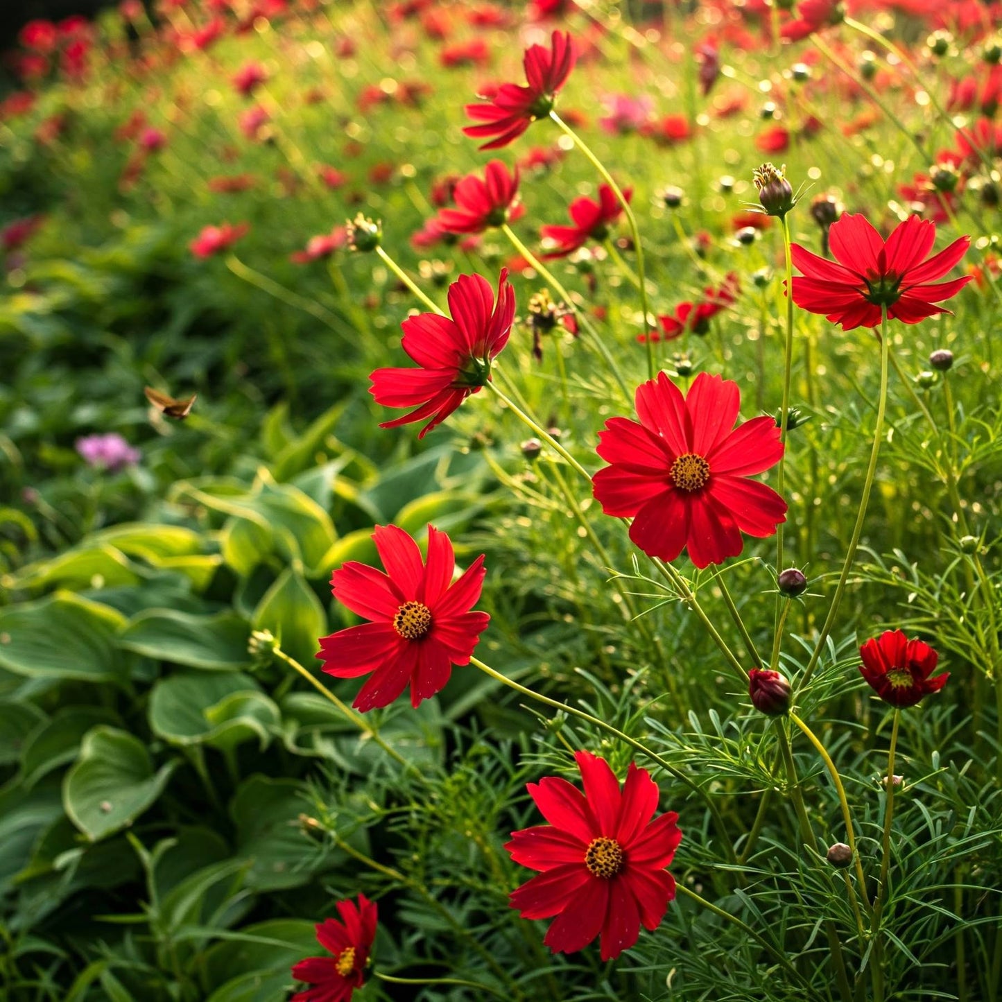 cosmos red blooming in the garden