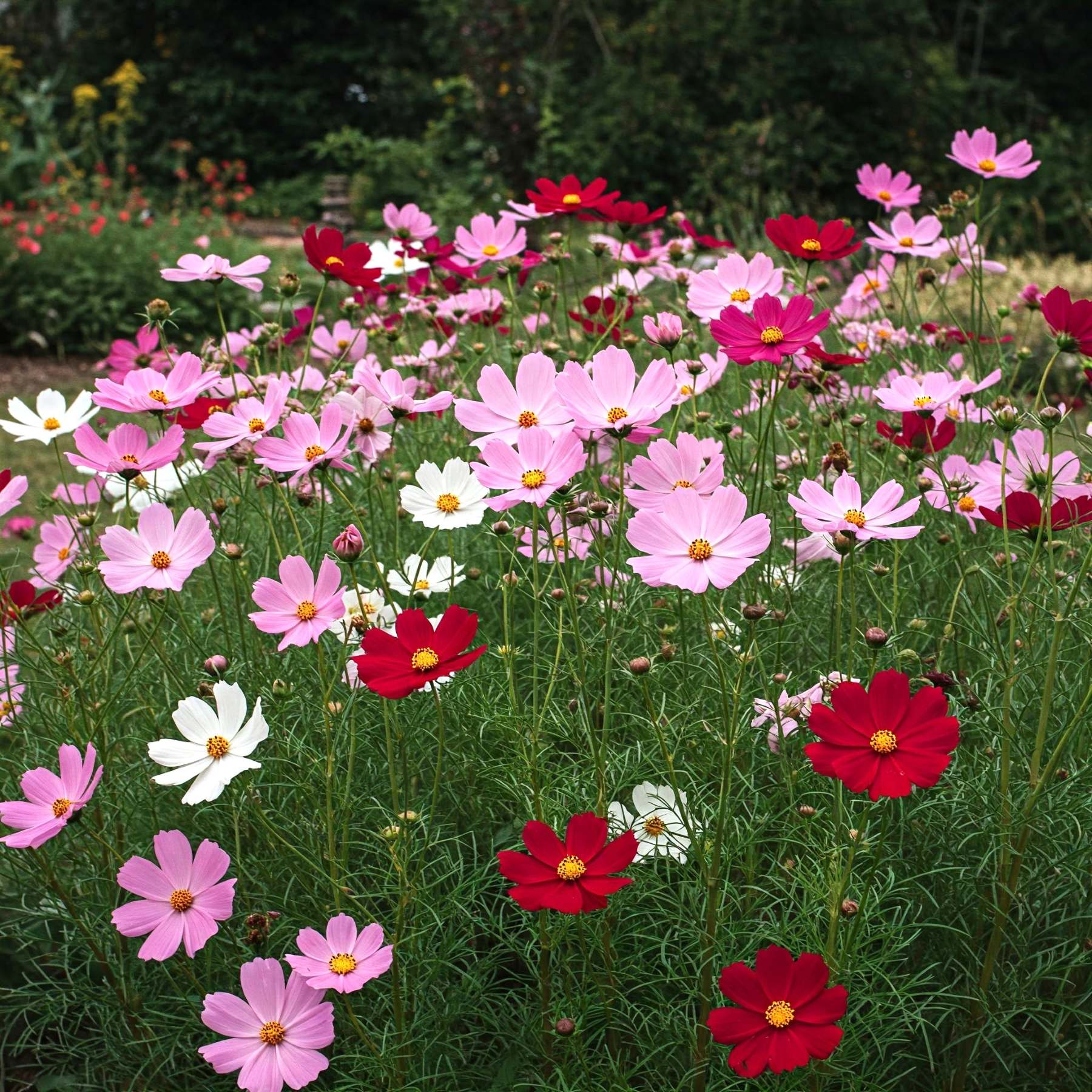 garden cosmos seeds Easy to Grow Bulbs Cosmos Tall Mix Seed