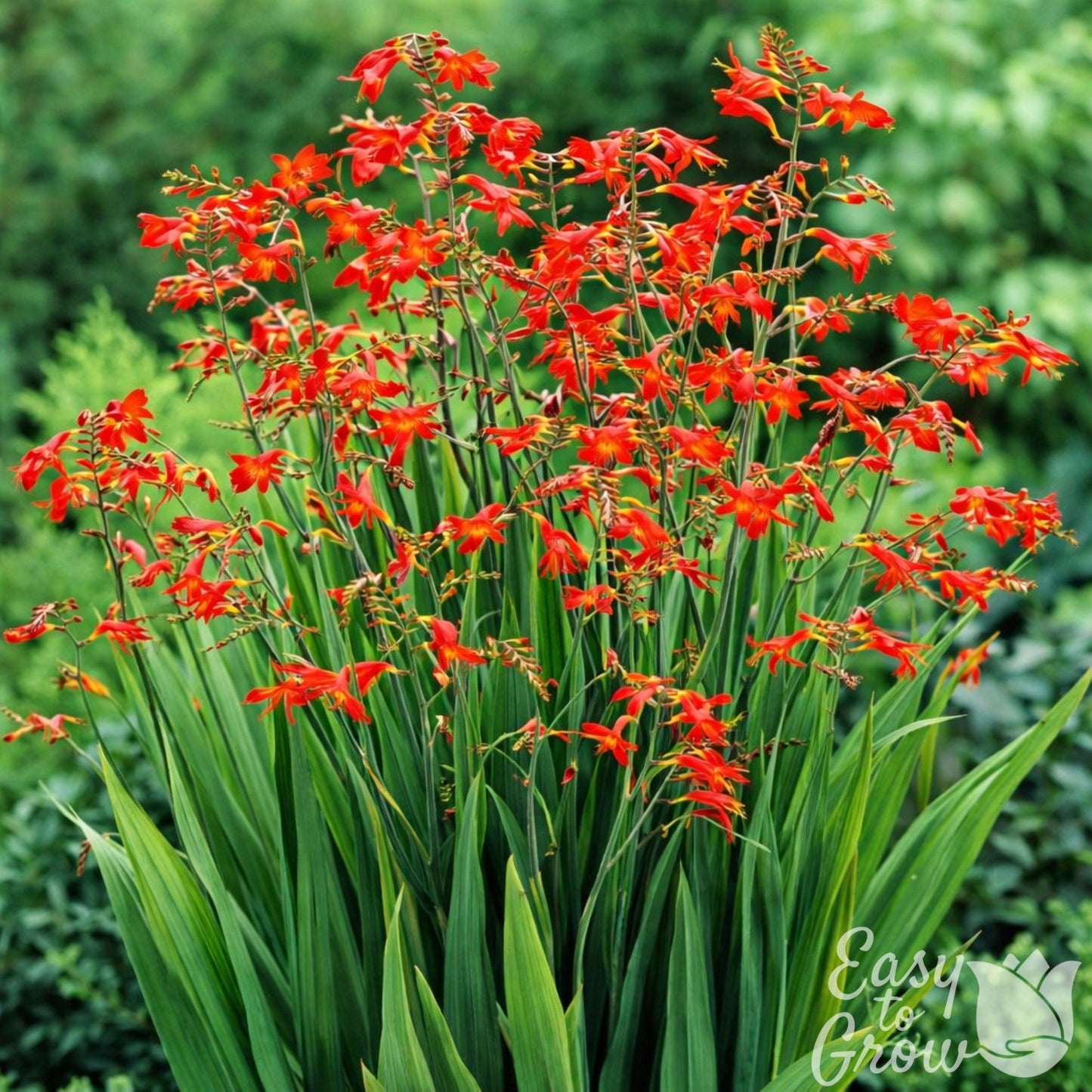 vivid red crocosmia blooms