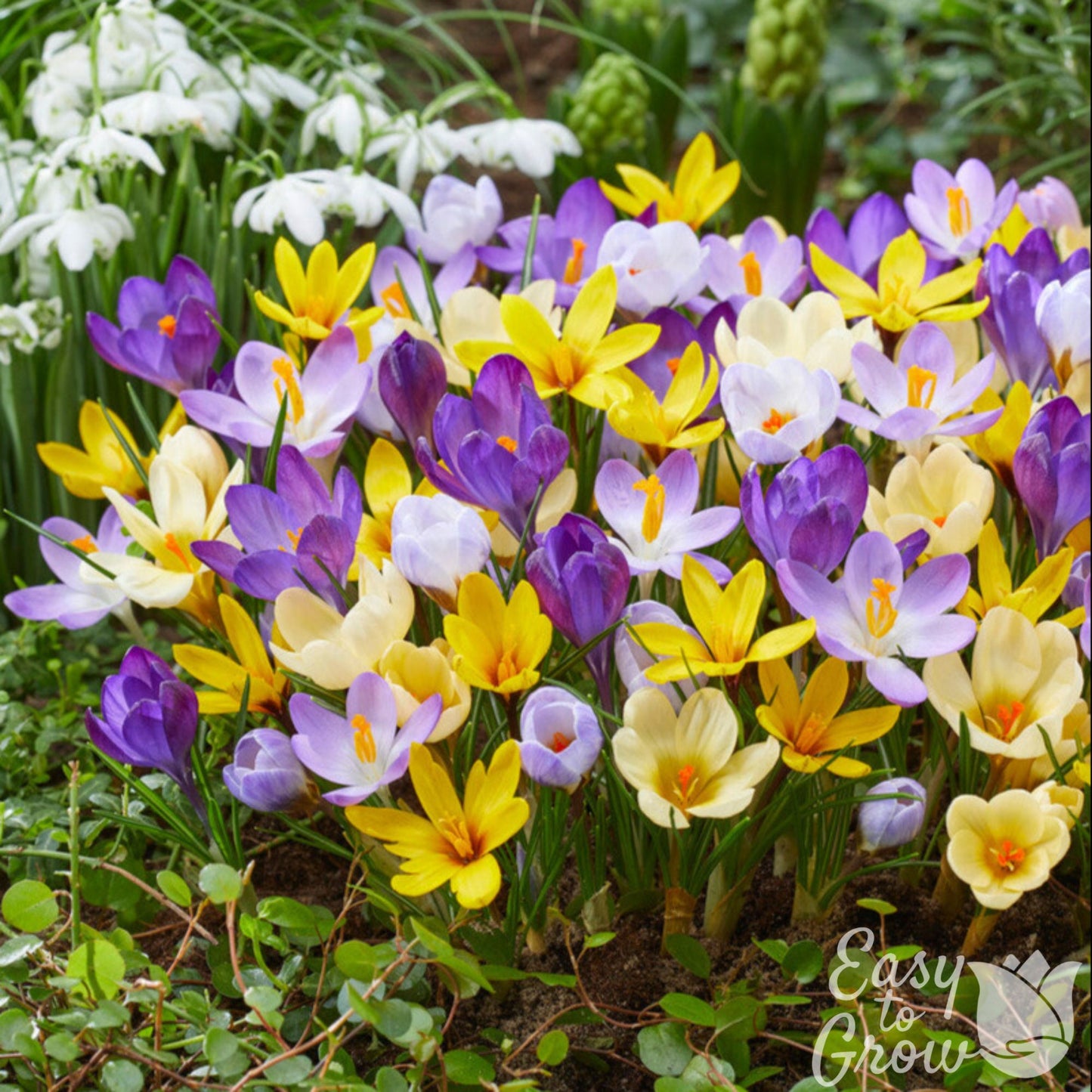 Crocus Chrysanthus Mixed Bulbs