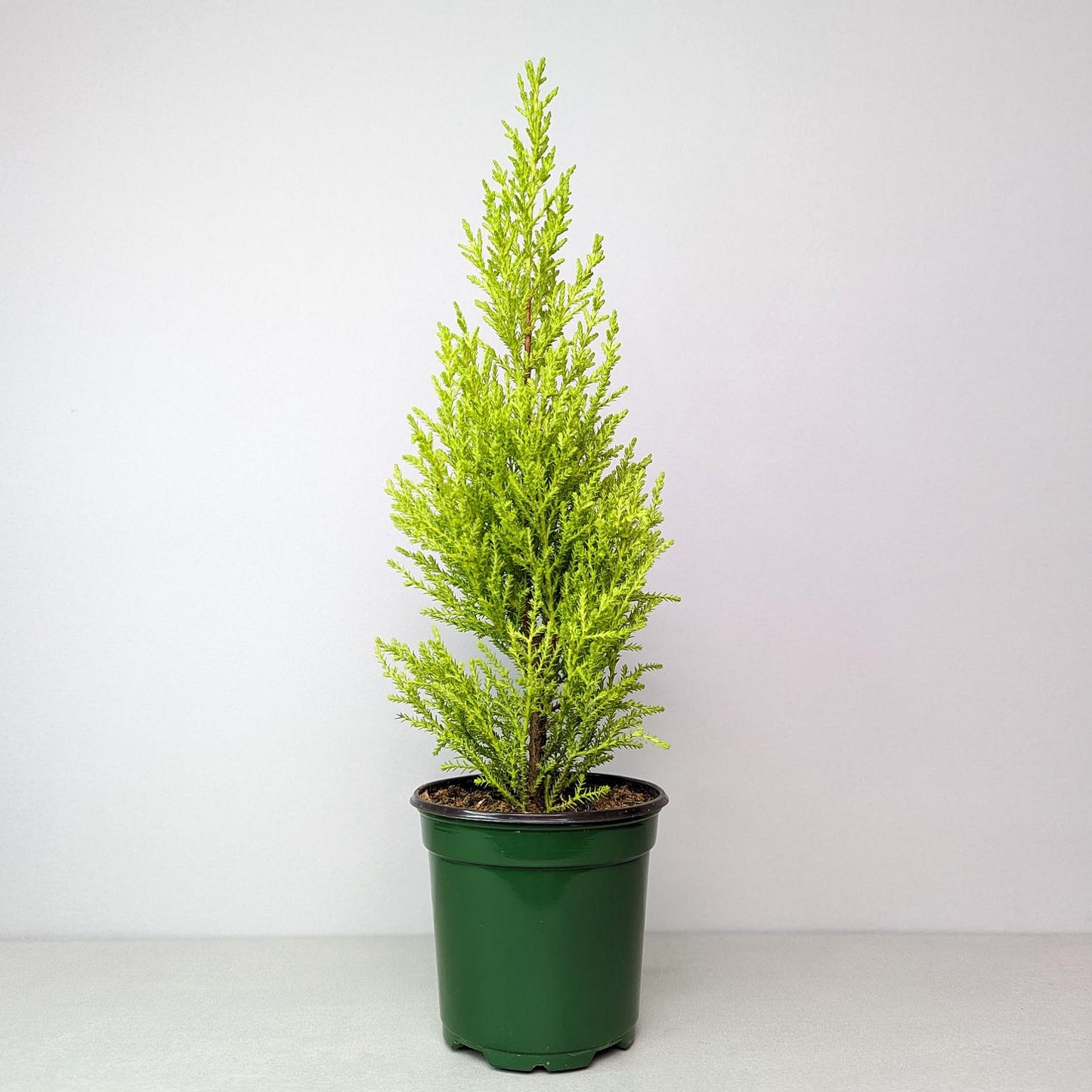 Cypress Lemon Lime plant