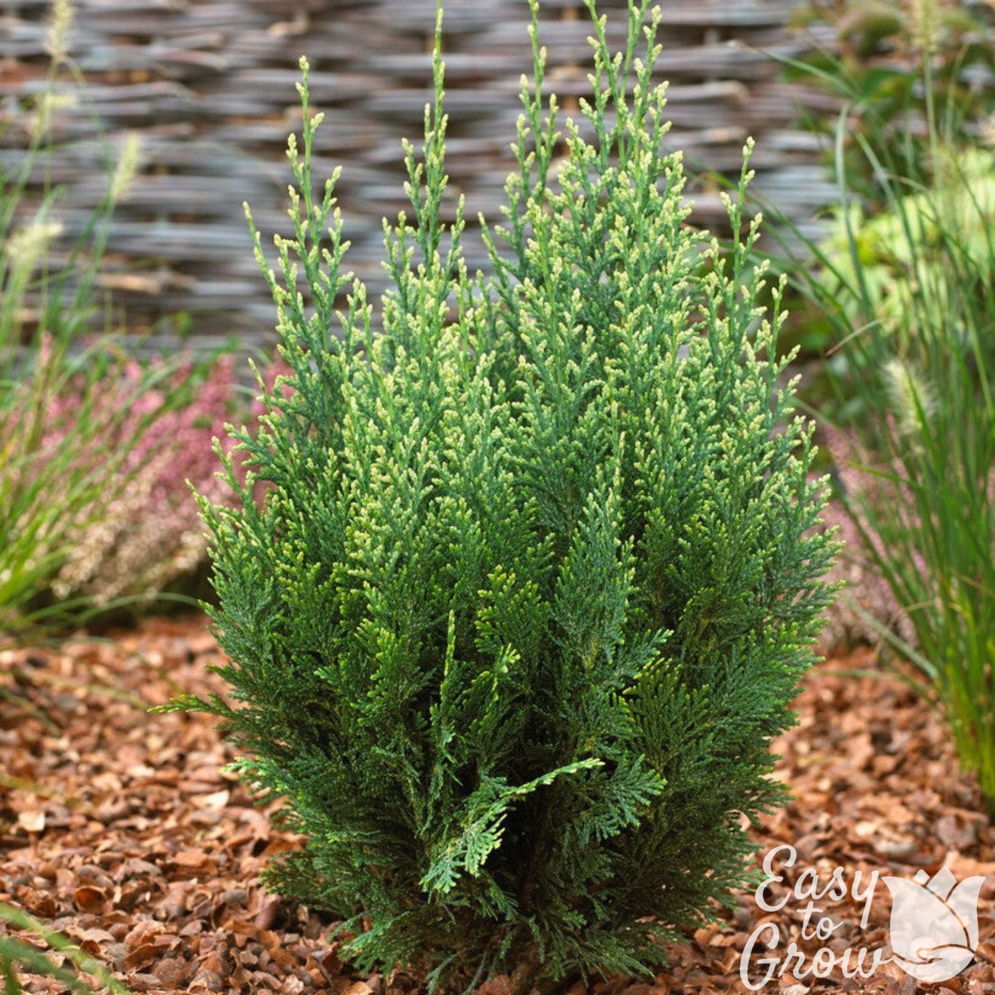 ellwoodii plant indoor Gorgeous Cypress Trees for Sale Online