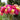 dramatic colorful cactus type dahlias blooms