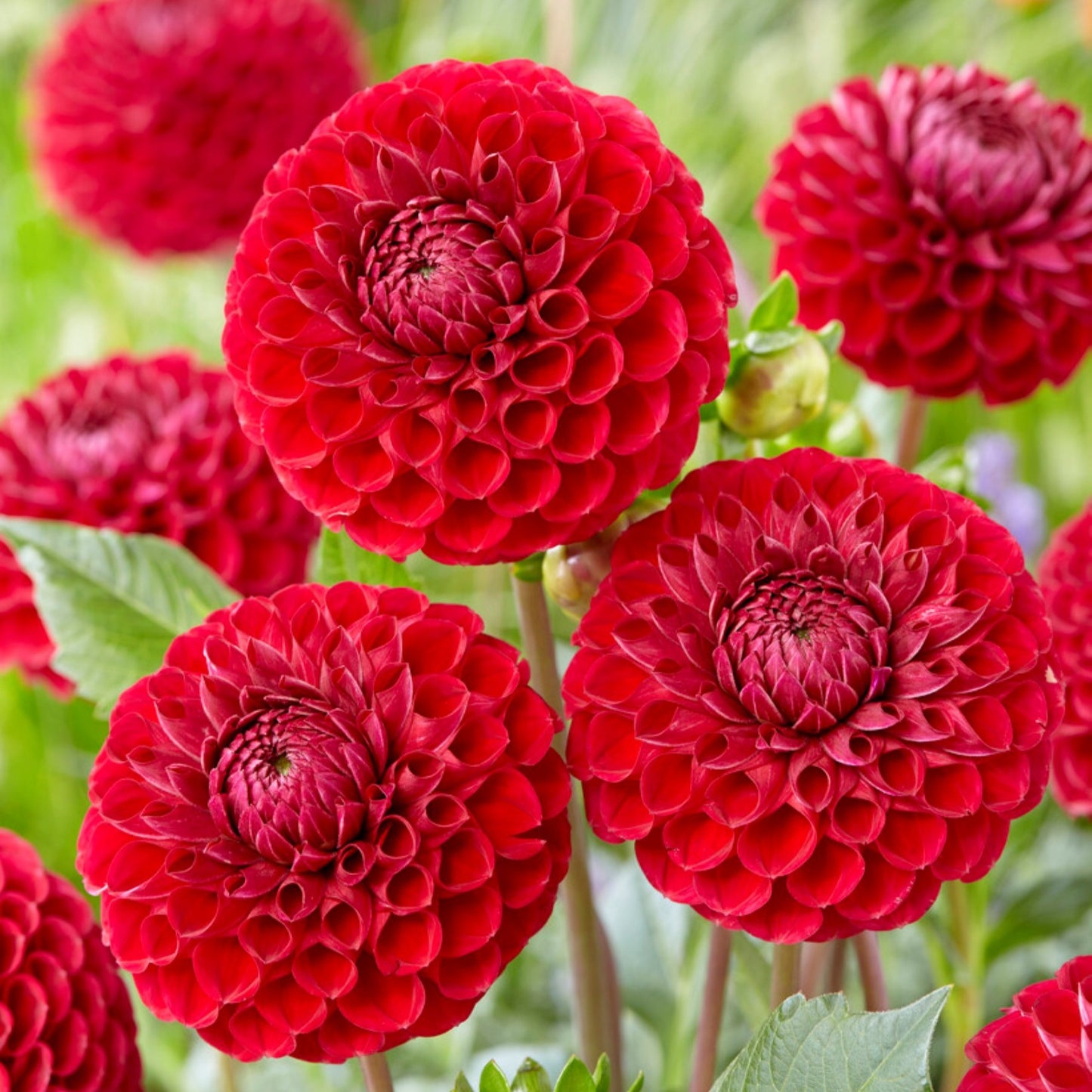 Dahlia Cornel features red ball form blooms