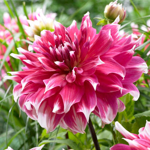 large dinnerplate dahlia frost nip features fuschia pink petals with white tips