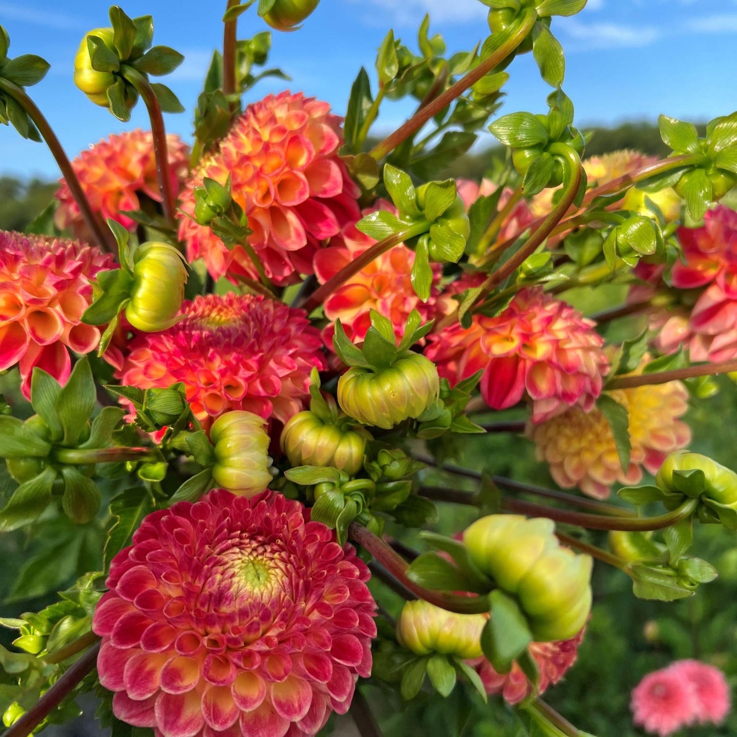 dahlia snoho doris bloomsin pink, coral and yellow