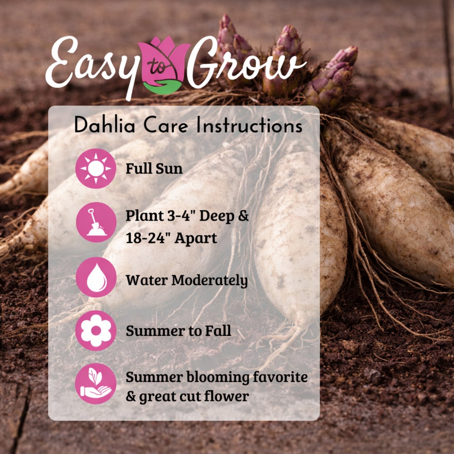 Dahlia planting and care instructions