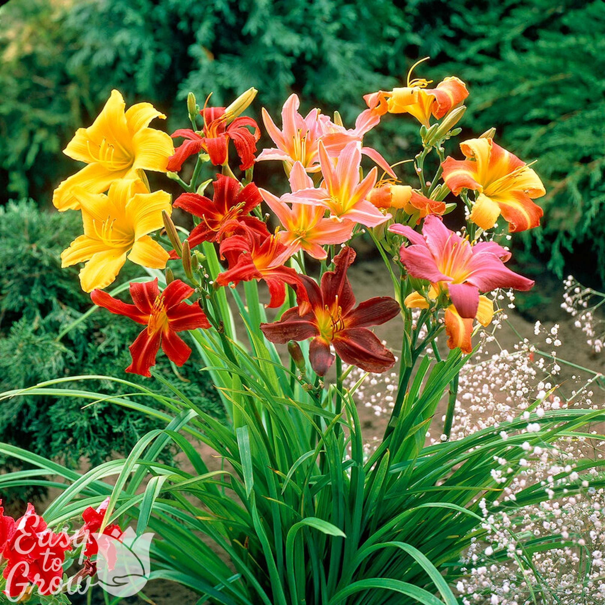 Daylily Bare Roots for Sale | Colorful & Carefree Collection 