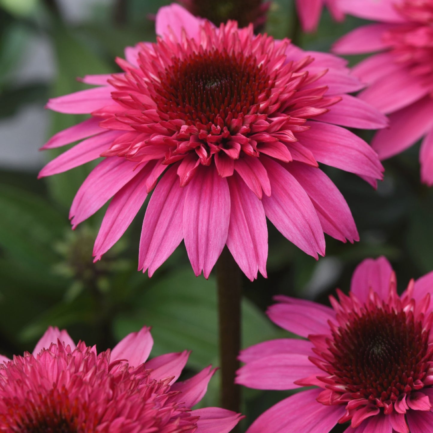 double scoop watermelon echinacea bloom