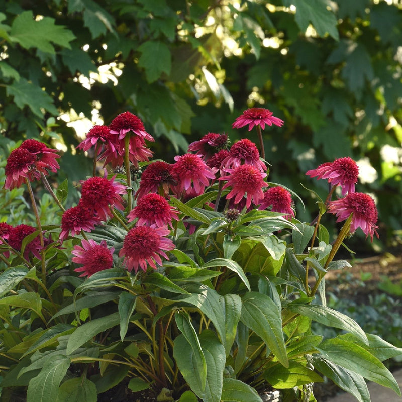 double scoop watermelon echinacea blooms in a pot