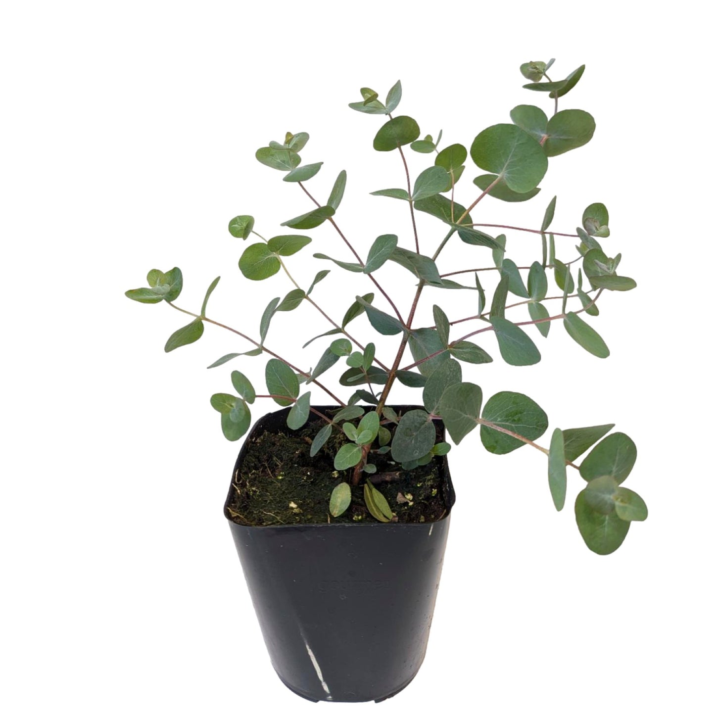 Eucalyptus silver dollar on a white background