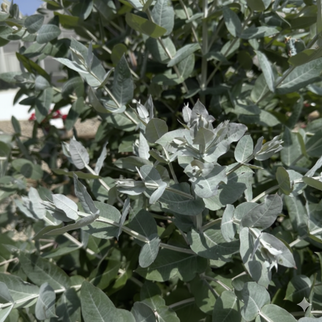 eucalyptus styx shrub