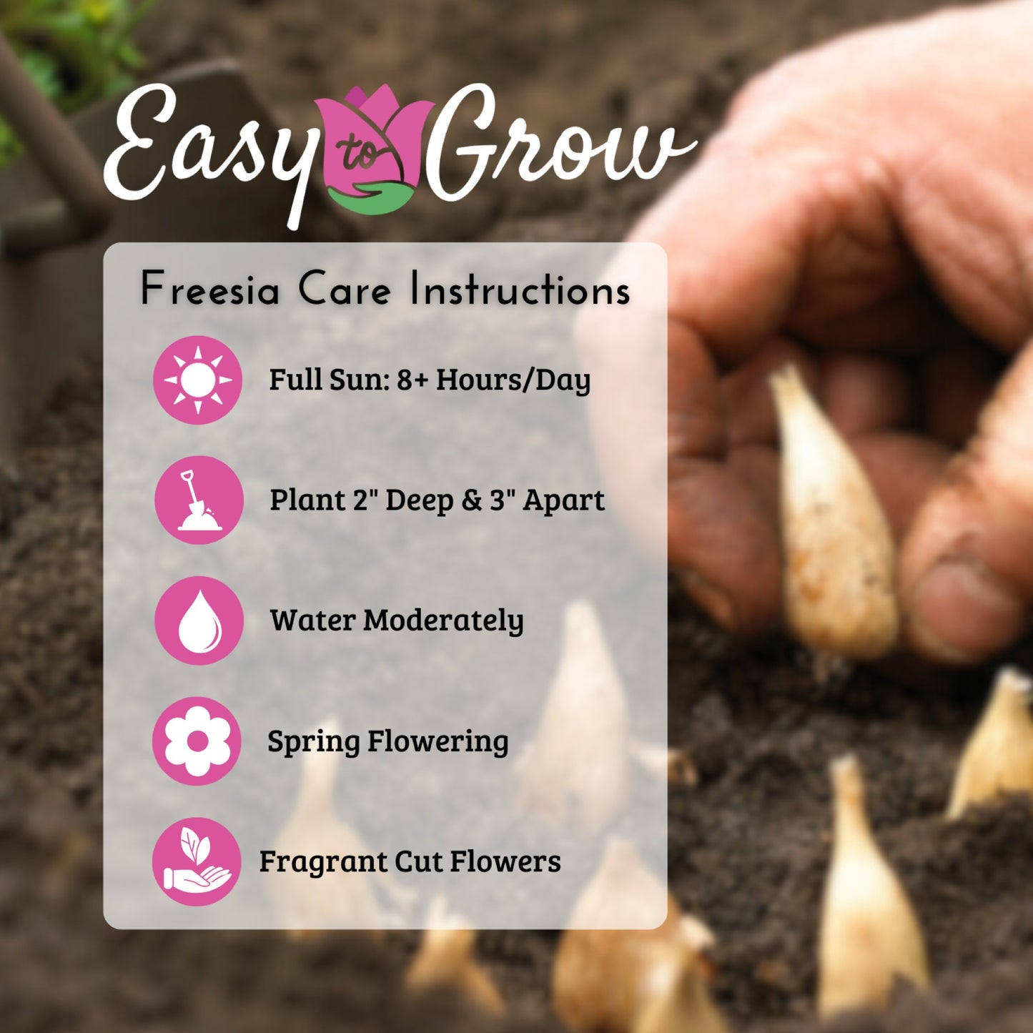 Freesia bulb planting care instructions