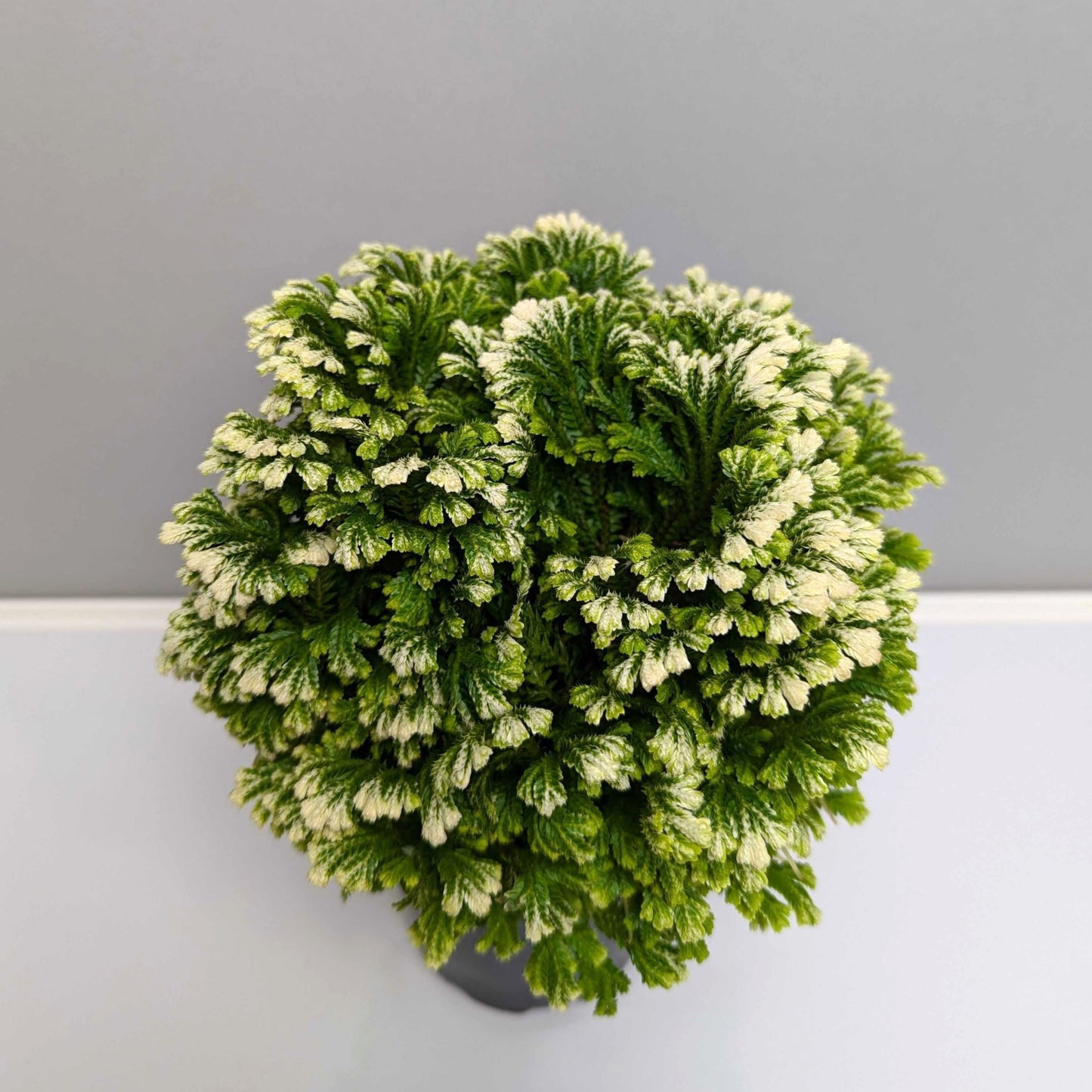 Frosty Fern Houseplant