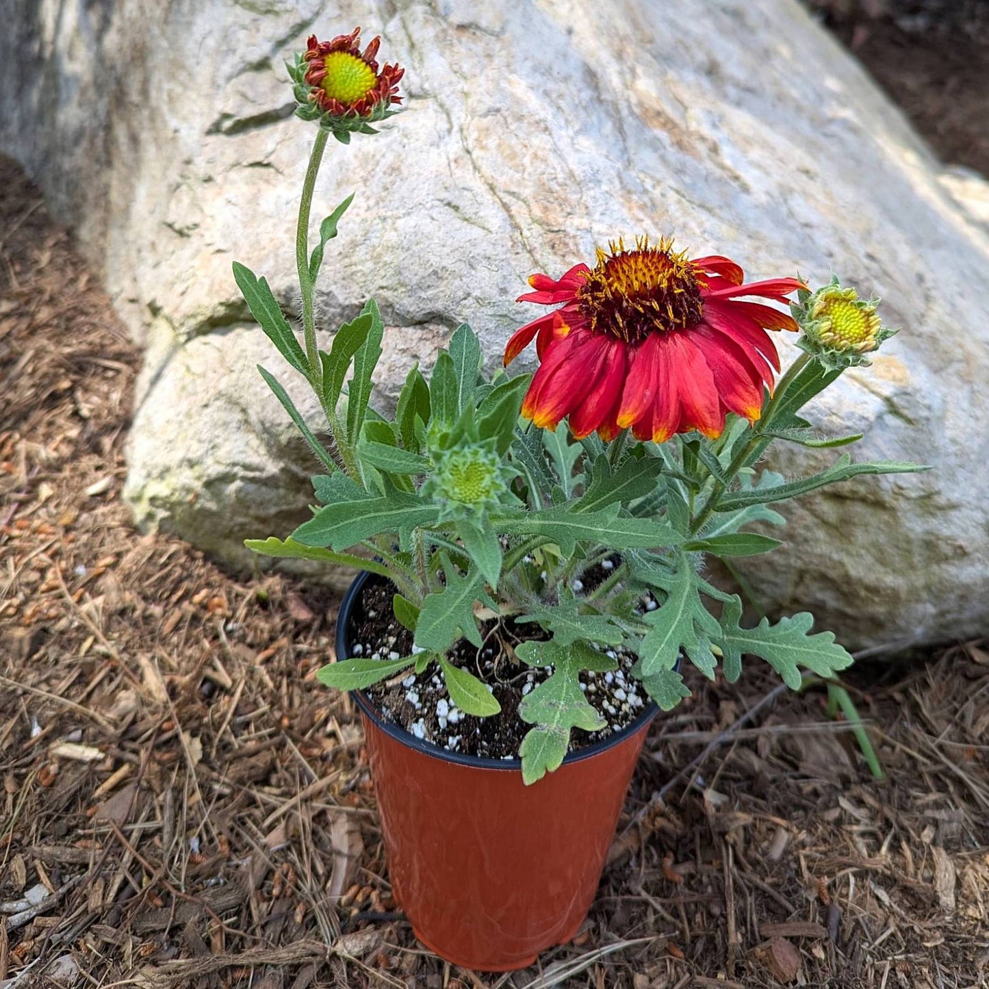 Gaillardia Arizona Red Shades in a grower pot