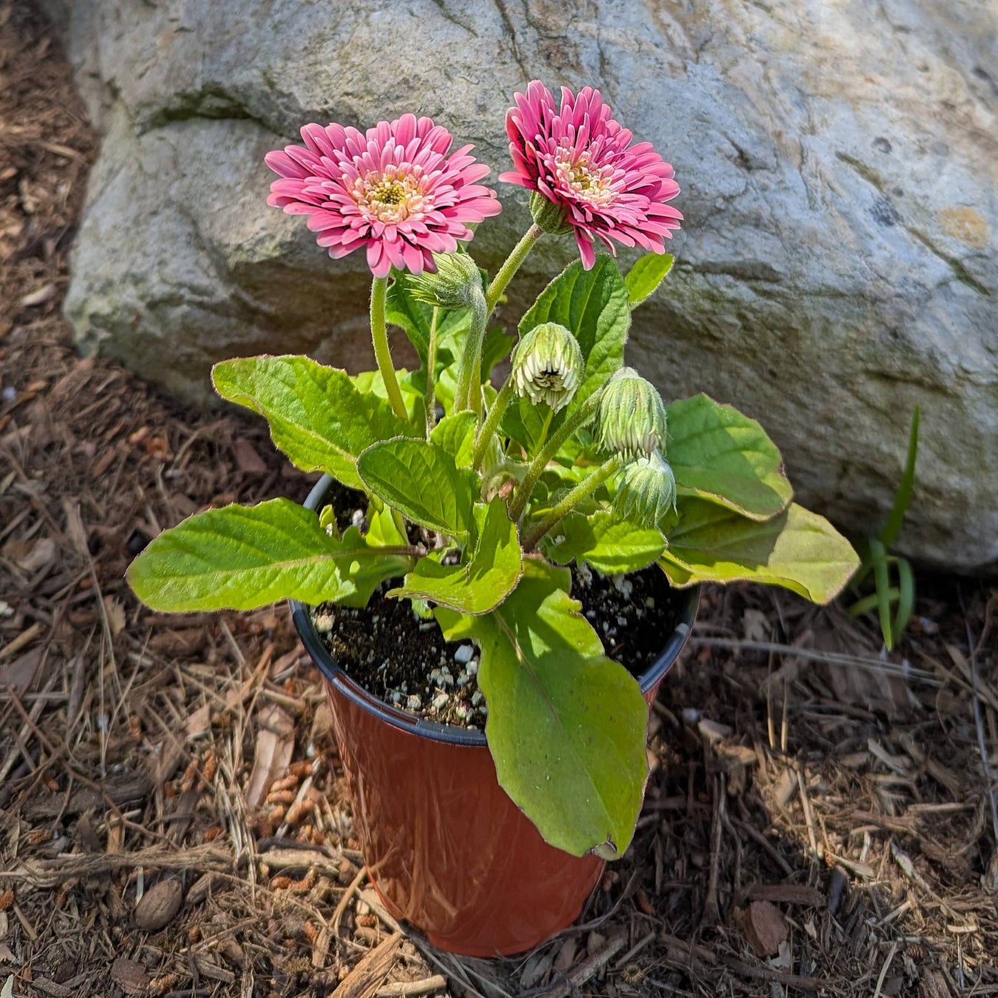 Gerbera Daisy Majestic Pink in a grower's pot