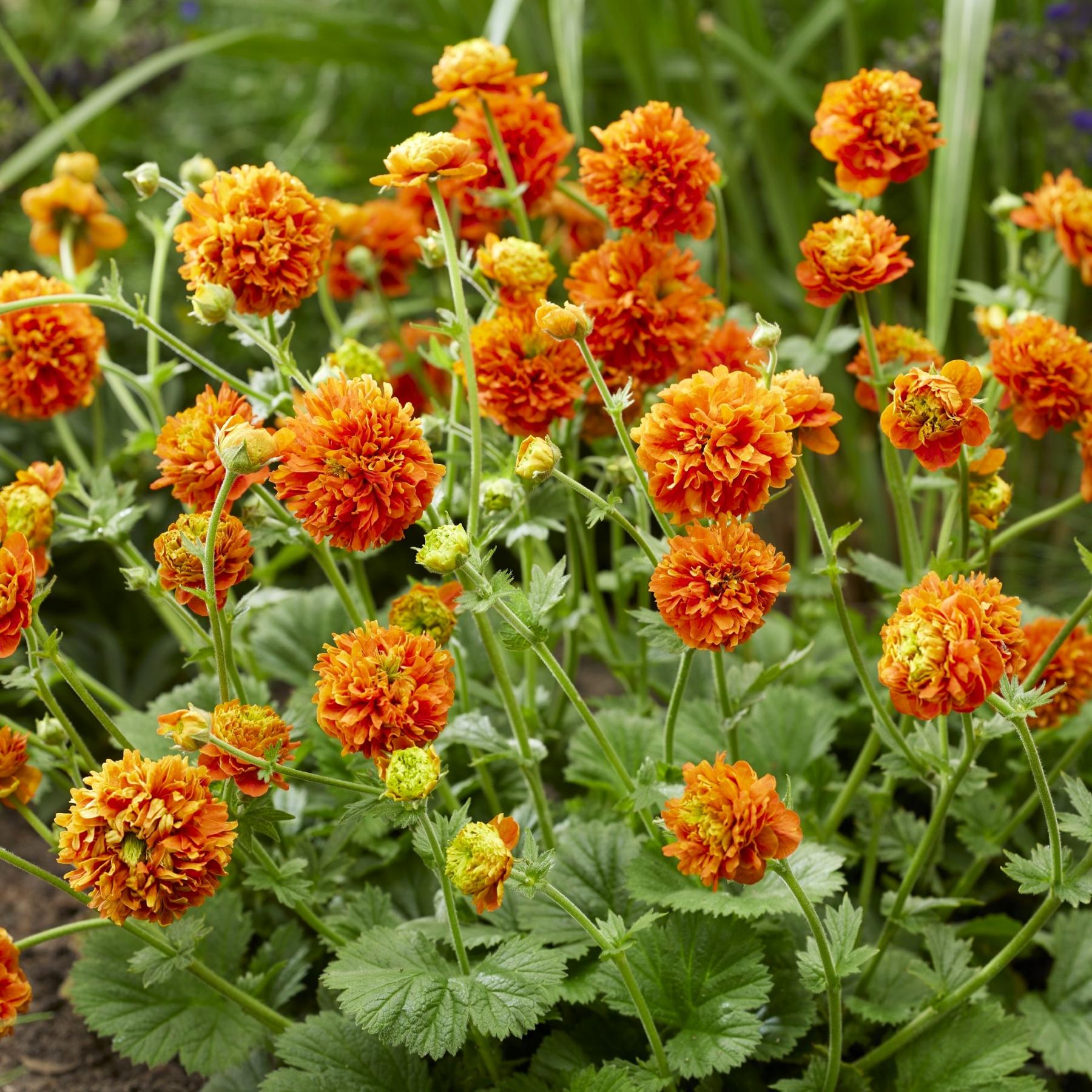 potted plant with orange flowers Geum