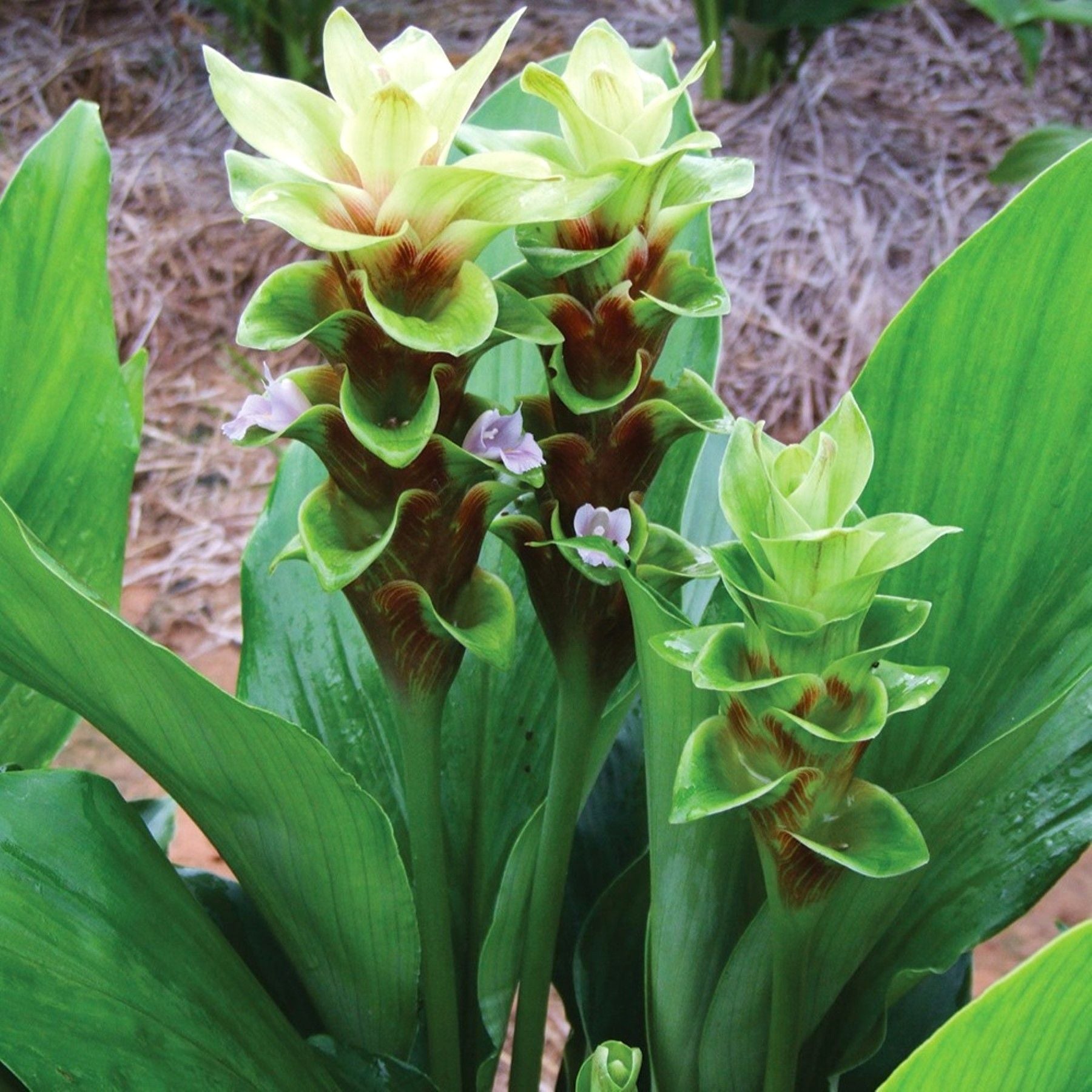 curcuma ginger plant indoors Ginger