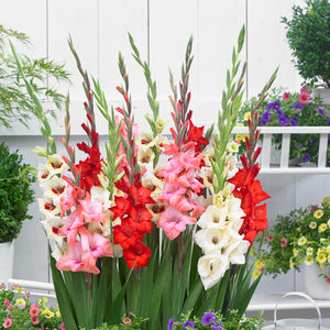 mixed color blooms of our gladiolus bambino mix