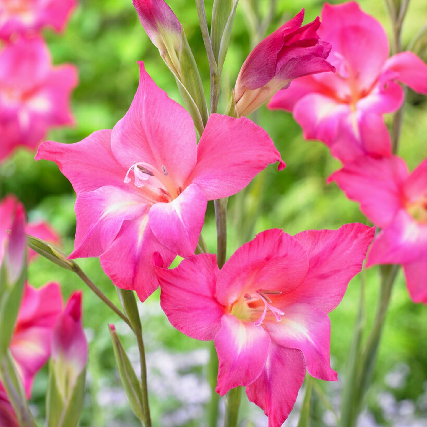 bright pink flowers gladiolus charm
