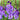vivid violet-blue flowers of gladiolus chemistry