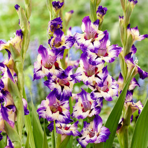vivid purple and soft yellow bloom of gladiolus circus color