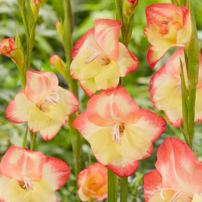 close up of peach and yellow hardy gladiolus flower