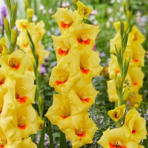 Gladiolus Matrix - Yellow blooms with orange tongue