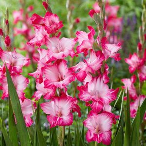 hot pink and soft pink flowers of gladiolus pink pearl