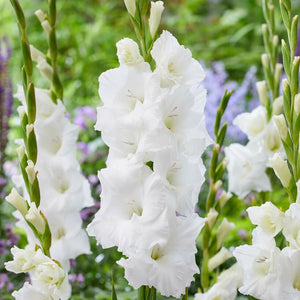 bright white blooms of gladiolus pura vida