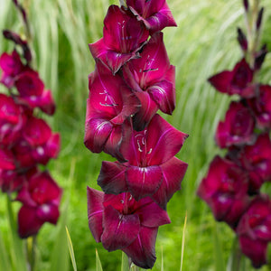 Gladiolus Ravel - maroon-purple blooms