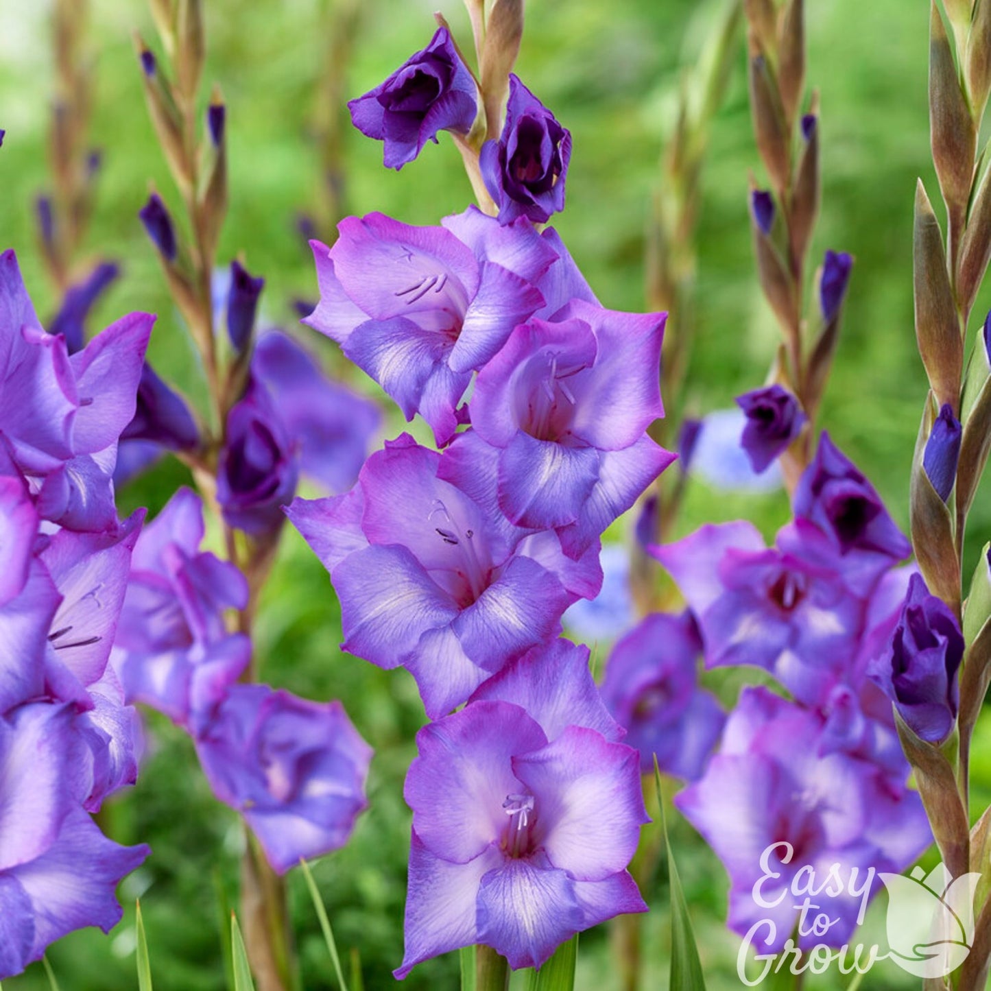 vivid violet-blue flowers of gladiolus chemistry
