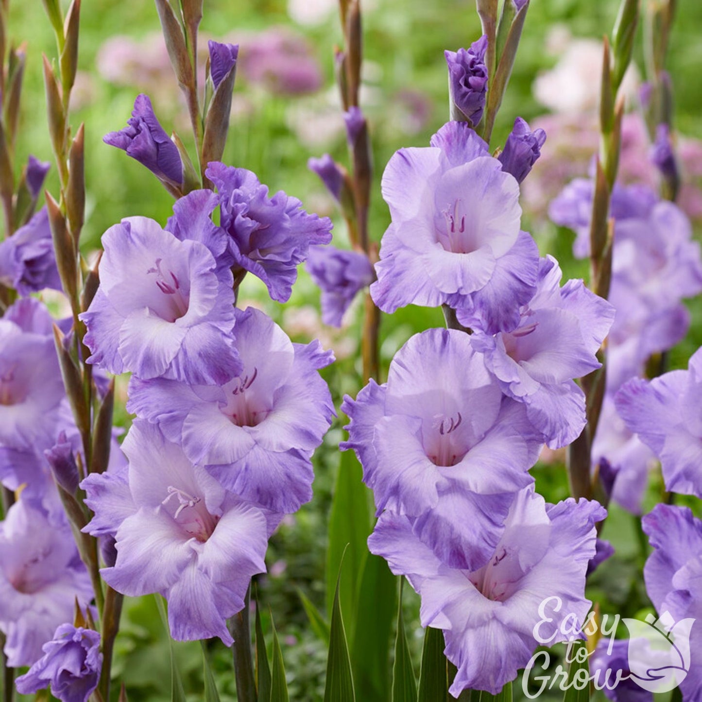 light violet purple blooms of gladiolus Milka