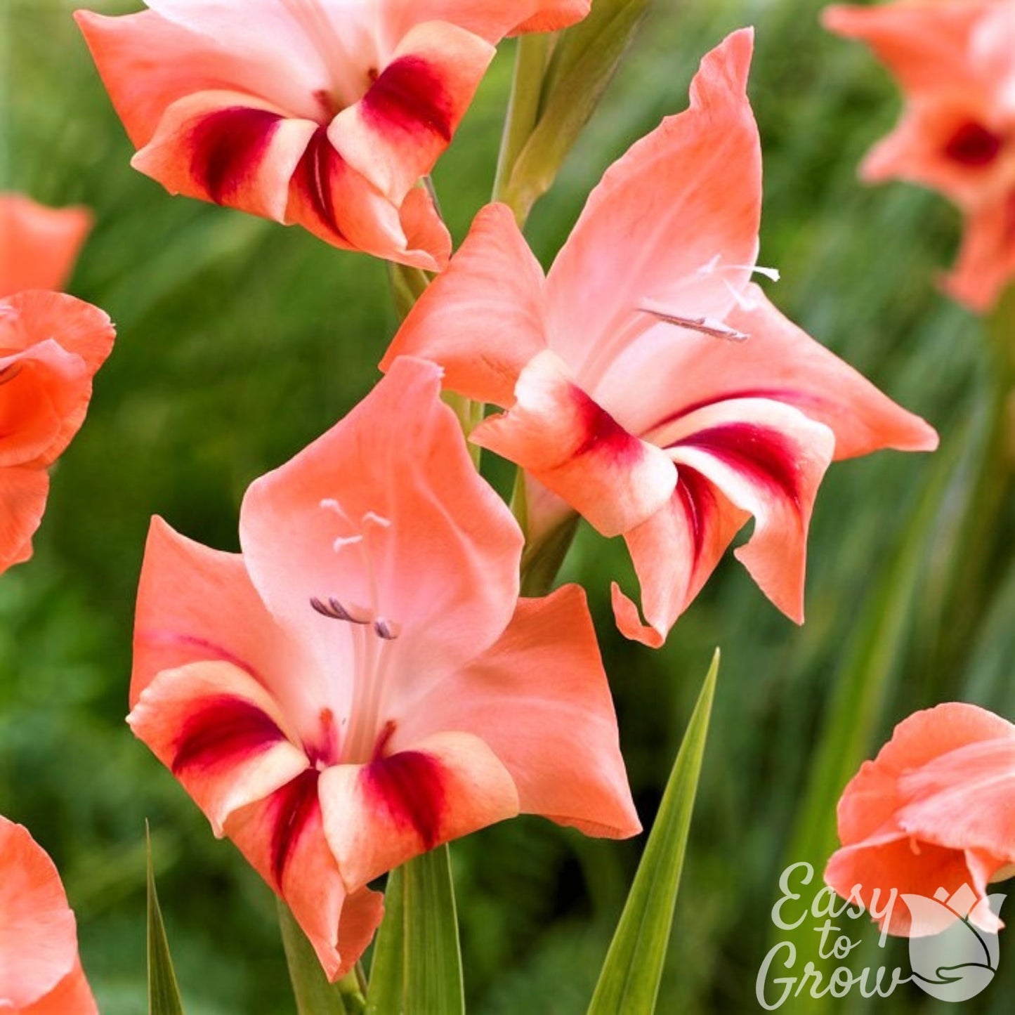 Apricot pink orange blooms of Gladiolus Nathalie
