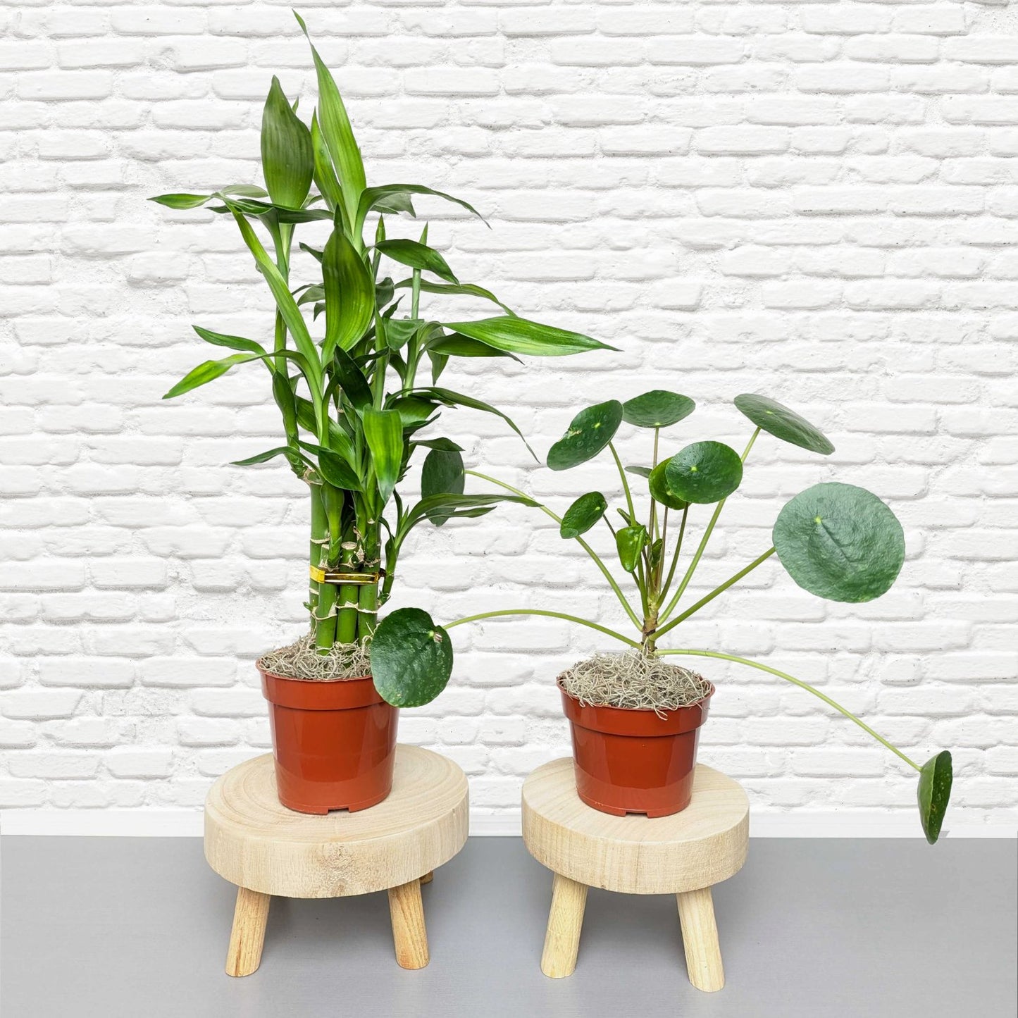 lucky bamboo and pilea money plant