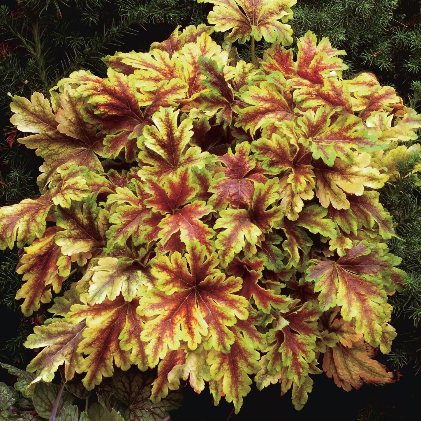 bright yellow and red leaves of Heucherella Golden Zebra