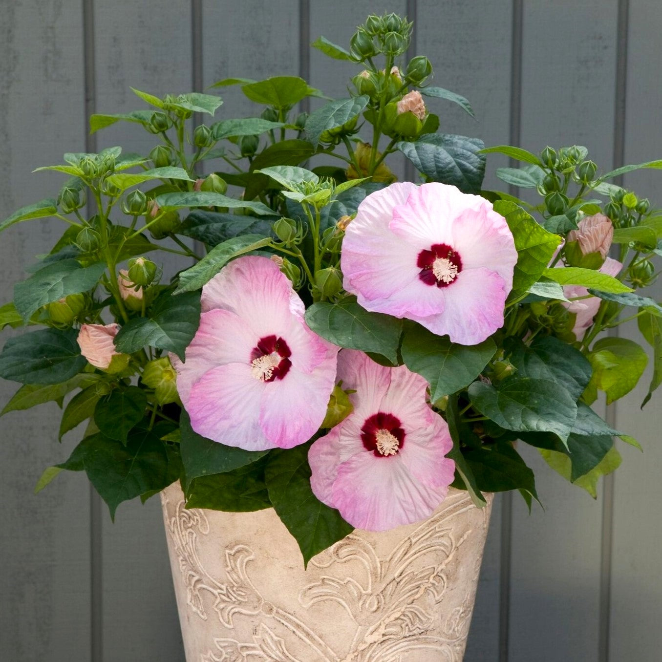 hibiscus indoor plant light Easy to Grow Bulbs Hibiscus Honeymoon Light Rose Potted Plant